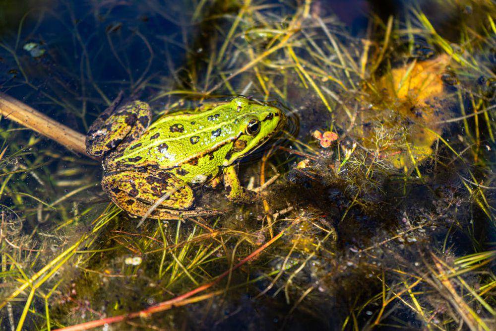 ilustrasi katak (pexels.com/Jiří Dočkal)