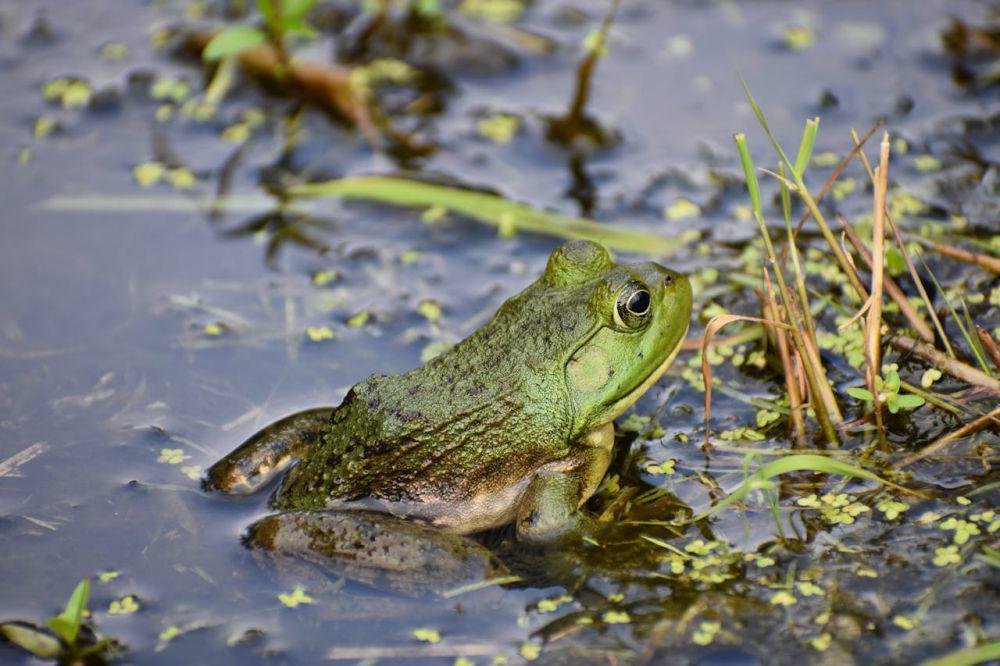 Seberapa Panjang Lidah Katak?