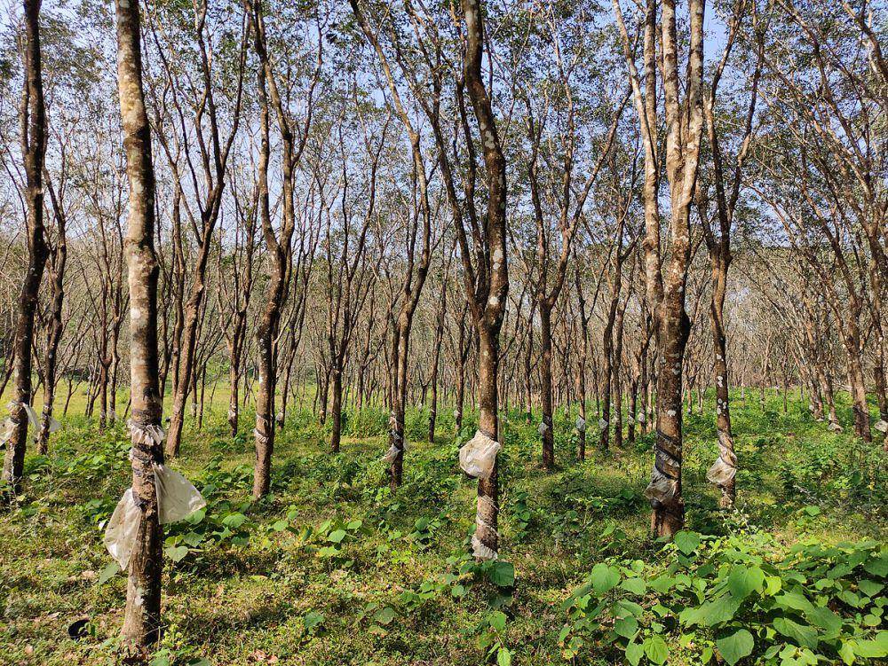 ilustrasi kebun karet (commons.wikimedia.org/Vis M)