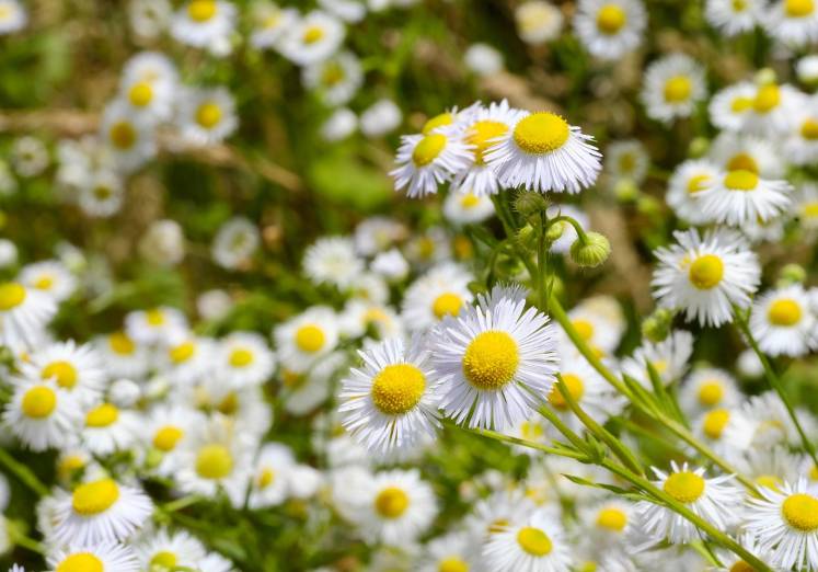 ilustrasi chamomile (pixabay.com/Bru-nO)