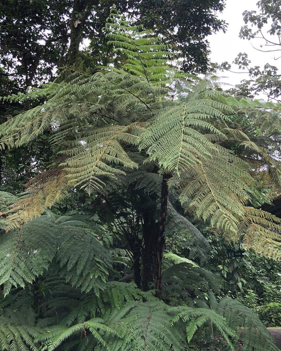 Pakis hutan (instagram.com/vit0212)
