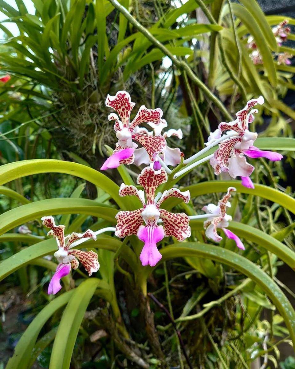 Anggrek vanda tricolor (instagram.com/bibitanggrek.mlg)