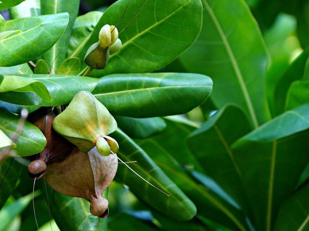 Sea poison tree (pixabay.com/ignartonosbg)