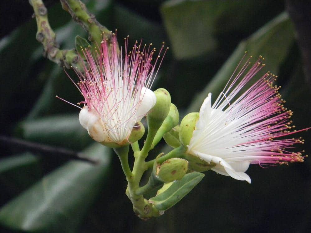 Sea poison tree (commons.wikimedia.org/Varun Pabrai)