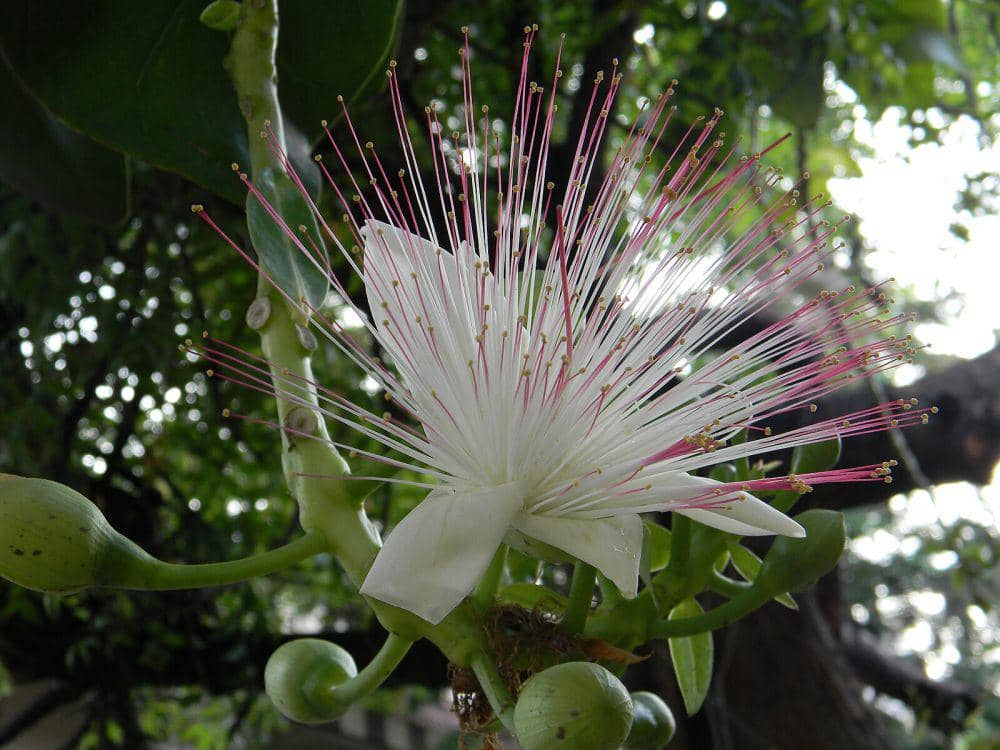 Sea poison tree (commons.wikimedia.org/Varun Pabrai)