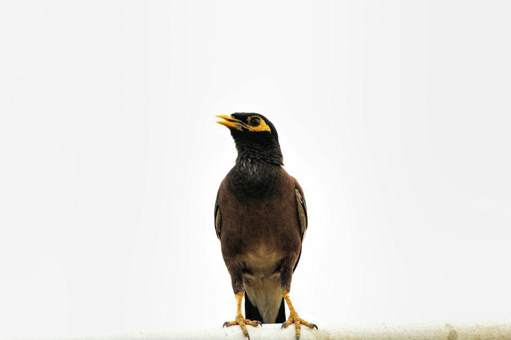 5 Fakta Menarik Burung Kerak Kerbau, Sering Mengikuti Hewan Ternak