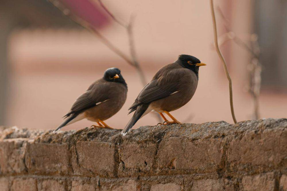 Burung kerak kerbau (pexels.com/Syed Qaarif Andrabi)