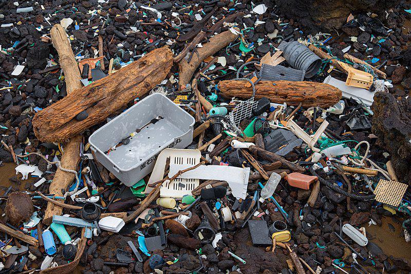 Jamur Pemakan Plastik, Harapan Baru untuk Bersihkan Laut!