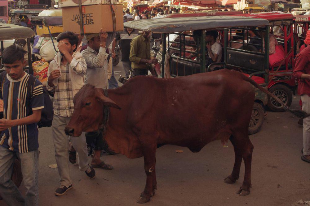 Gak Ditangkap? Ini 4 Alasan Sapi di India Bisa Bebas di Jalanan