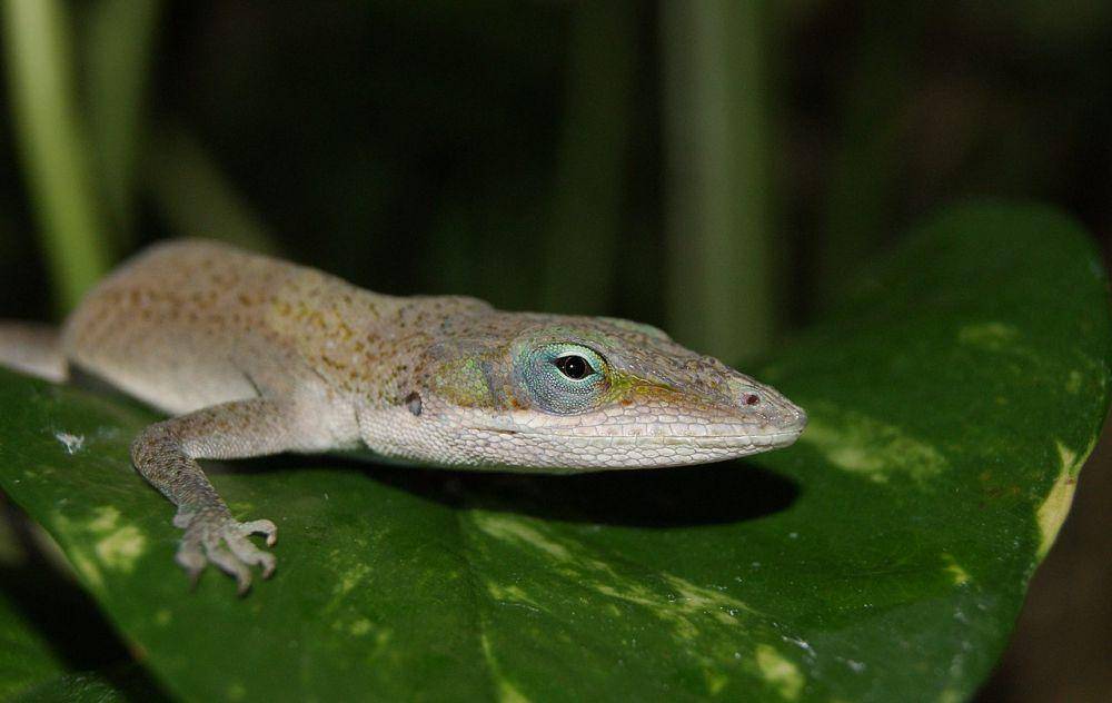 Kadal anole (commons.wikimedia.org/Danny S.)