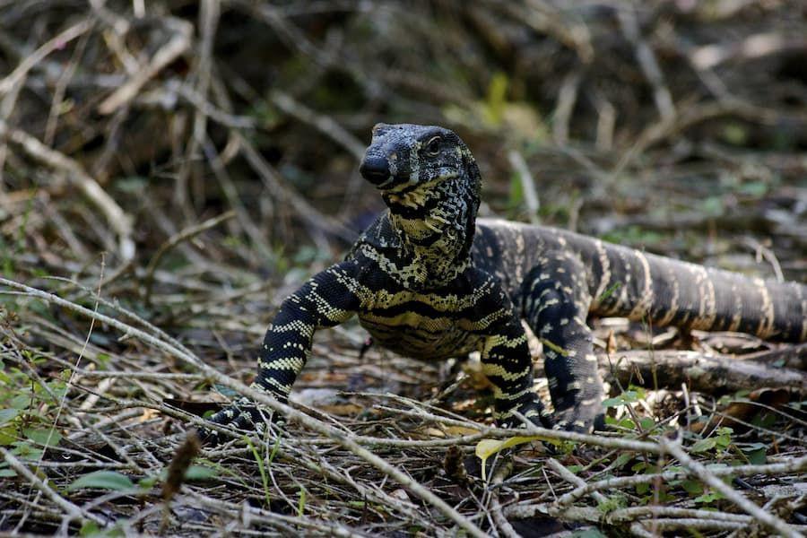 Apakah Biawak Mengejar Manusia yang Ada di Sekitarnya?