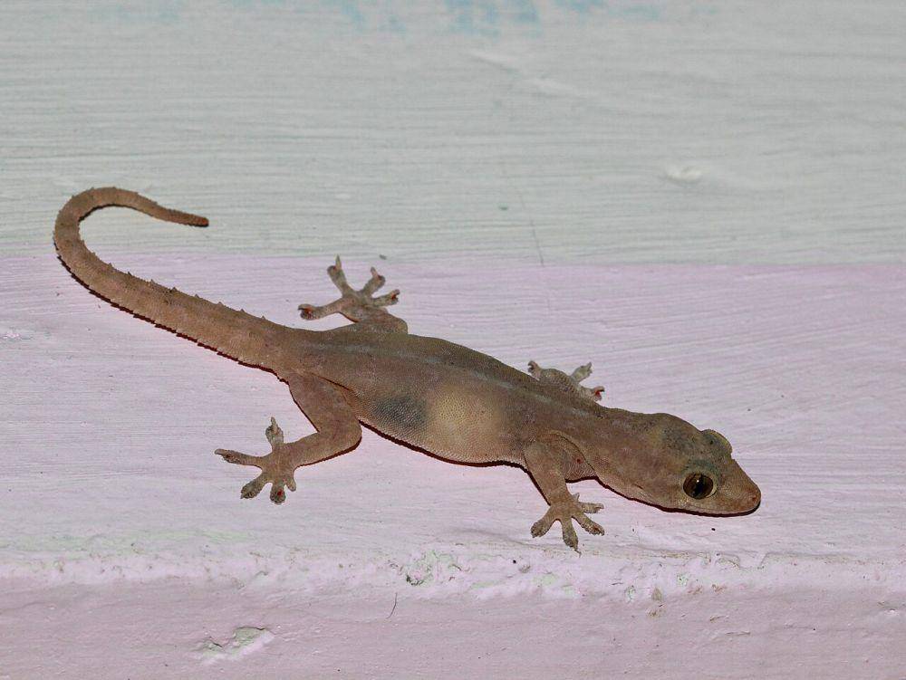 Cecak (commons.wikimedia.org/Firos AK)