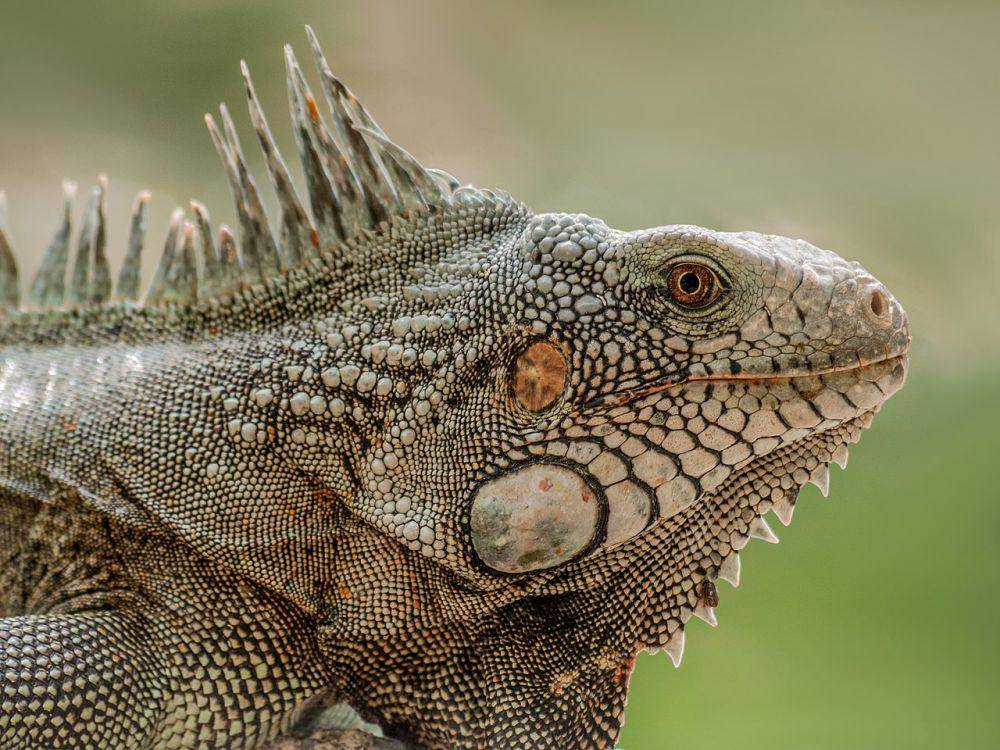 Iguana hijau (commons.wikimedia.org/Wilfredor)