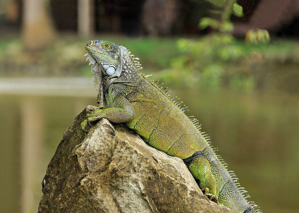 5 Reptil Invasif di Florida yang Merusak Ekosistem
