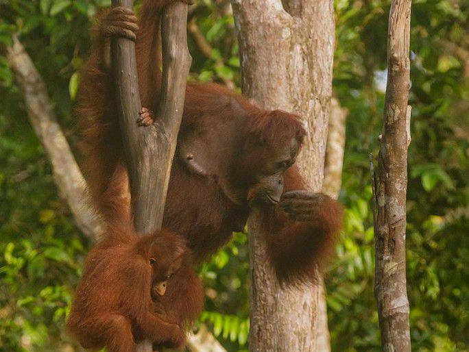5 Fakta Anatomi Eksternal dari Orang Utan, Ada Tiga Spesies