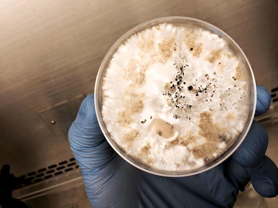 potret Pestalotiopsis microspora, salah satu spesies jamur pemakan plastik (commons.wikimedia.org/Alan Rockefeller)