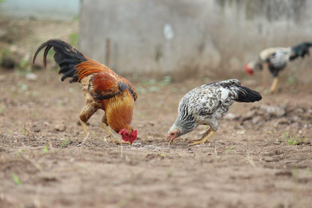 kenapa ayam berkokok jam 11 malam