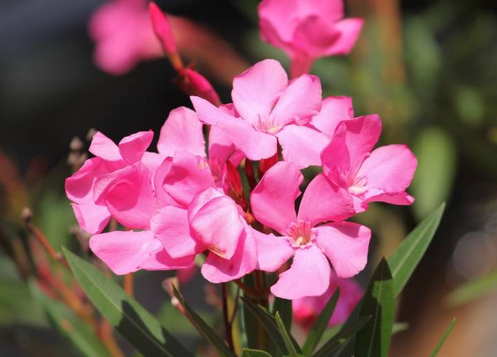 ilustrasi oleander (pixabay.com/manfredrichter)