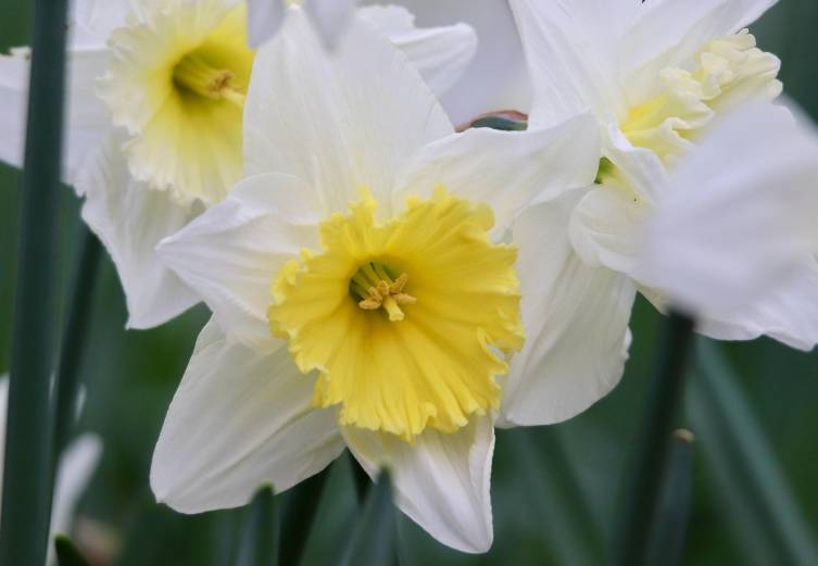 ilustrasi daffodil (pixabay.com/Nennieinszweidrei)