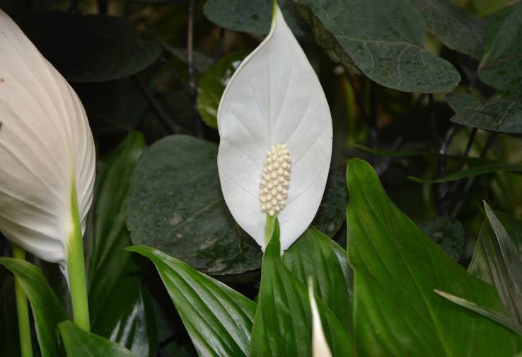 ilustrasi peace lily (pixabay.com/JACLOU-DL)