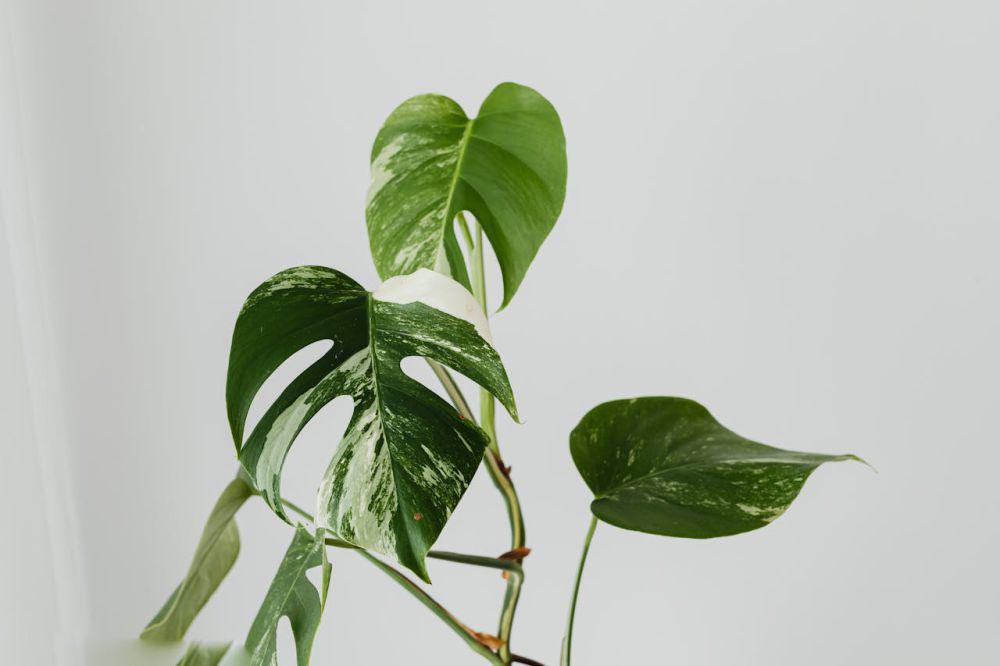 5 Tips Merawat Monstera, Hindari Penyiraman Terlalu Sering!