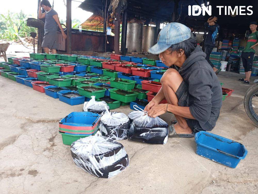 Pabrik cincau Palembang (IDN Times/Feny Maulia Agustin)