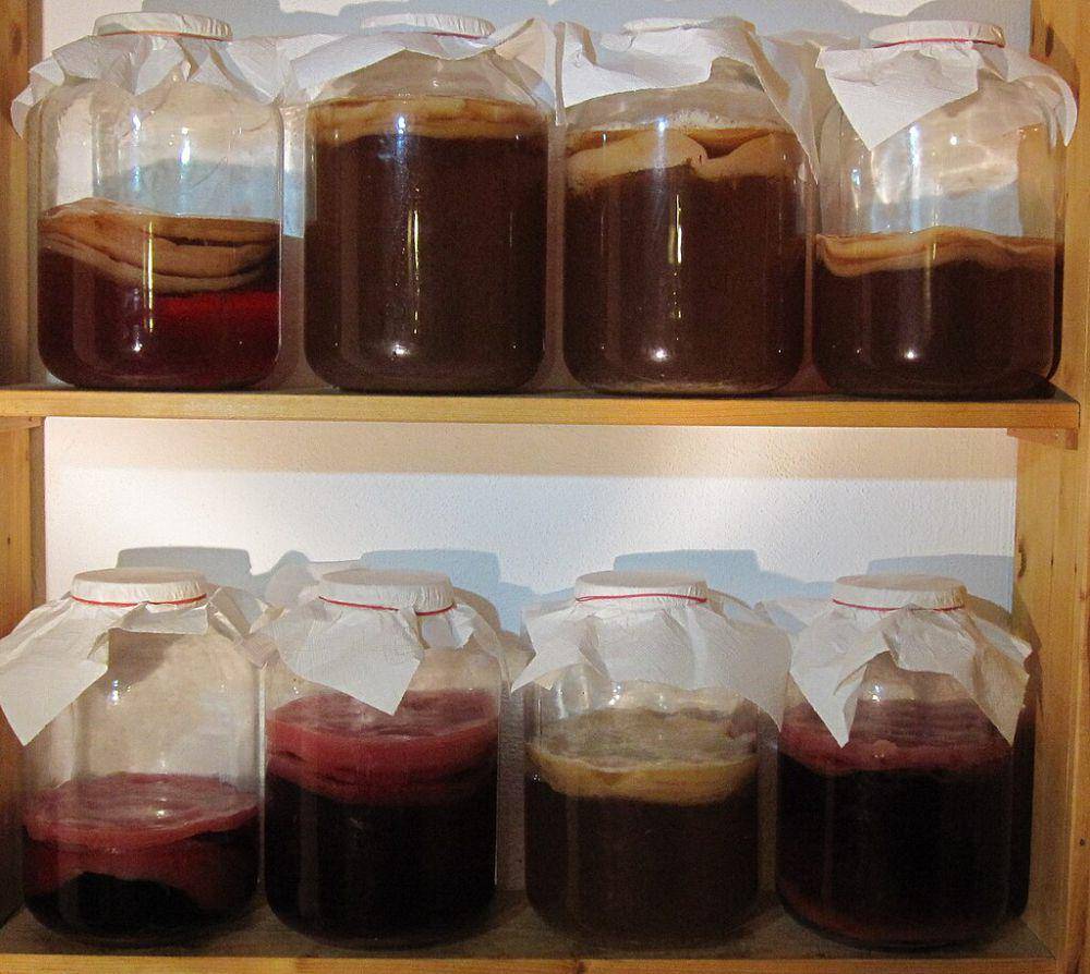 kombucha (commons.wikimedia.org/wiki/Original-kombucha)