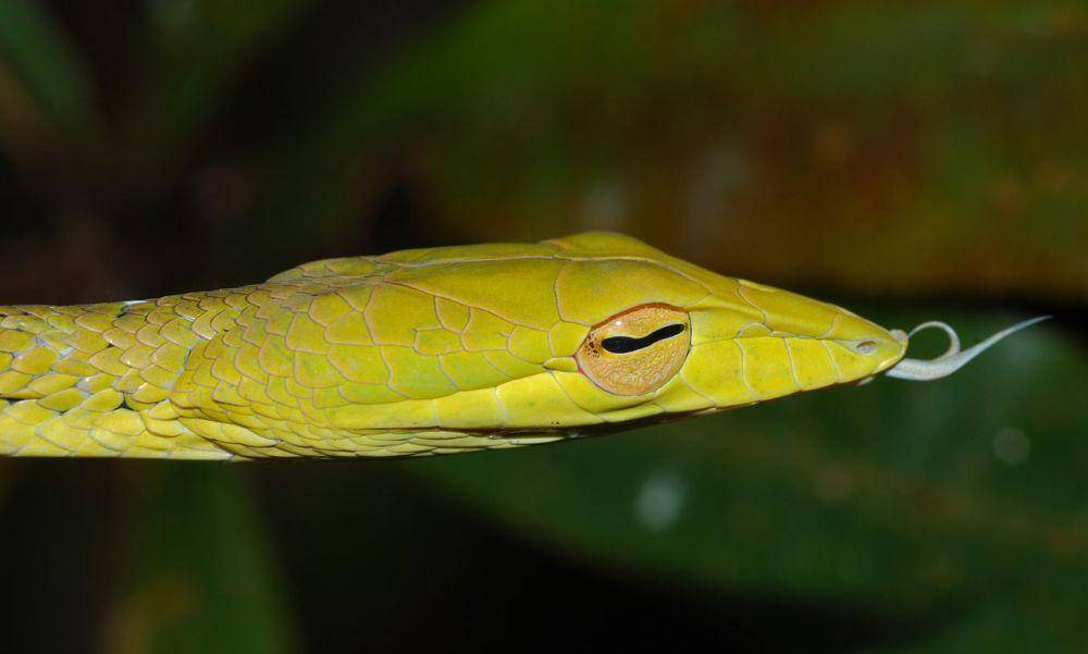 Ular pucuk (commons.wikimedia.org/Bernard DUPONT)