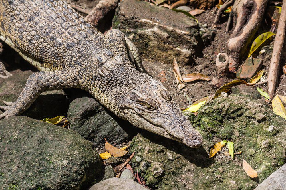 5 Reptil Terbesar di Indonesia, Ada yang Bobotnya Mencapai 1 Ton!