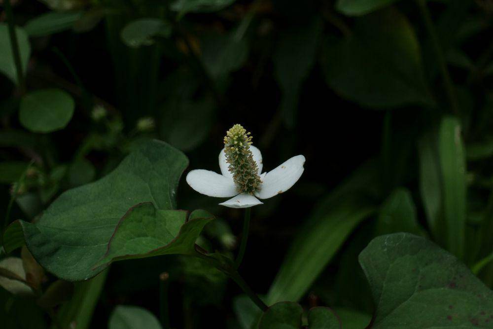 Amis-amisan (commons.wikimedia.org/大家好64)