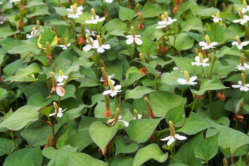 Amis-amisan (commons.wikimedia.org/Agnieszka Kwiecień)