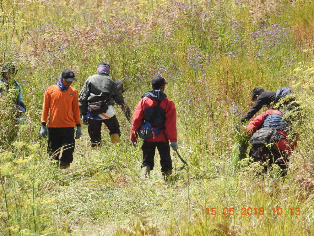Pengendalian Verbena brasiliensis di kawasan Taman Nasional Bromo Tengger Semeru (ksdae.menlhk.go.id)