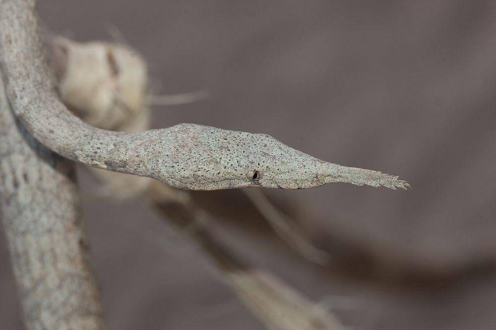 Ular hidung daun malagasy (commons.wikimedia.org/Alextelford)