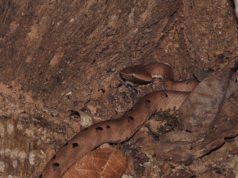 Pit viper (commons.wikimedia.org/Dr. Raju Kasambe)