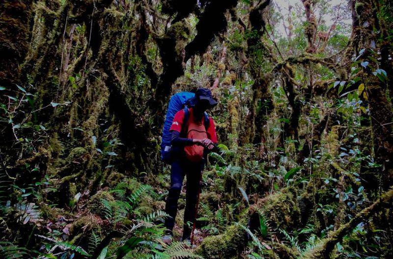 gambar pohon jalur pendakian Gunung Latimojong (instagram.com/andibahdar44)