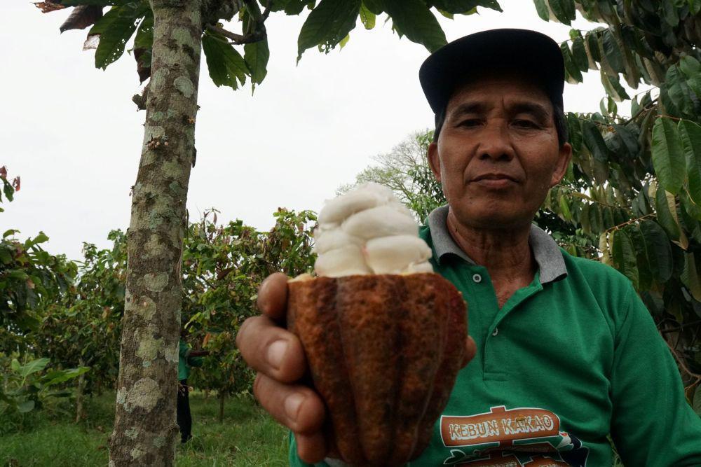 Perhutanan Sosial Berau: Inovasi Hijau Menghasilkan Kakao Berkualitas