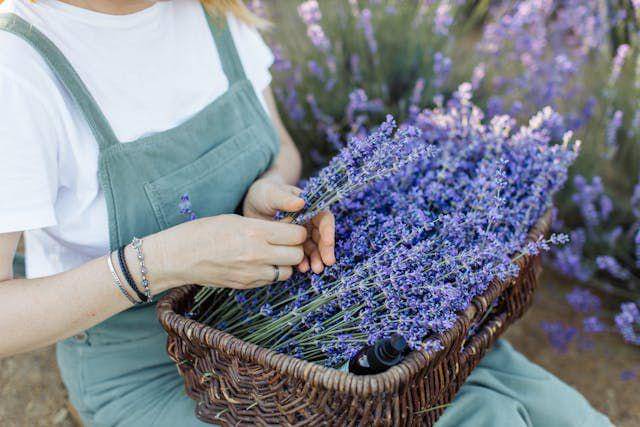 ilustrasi tanaman lavender (pexels.com/Anastasia Shuraeva)