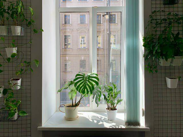 ilustrasi monstera mini (pexels.com/Elena Golovchenko)