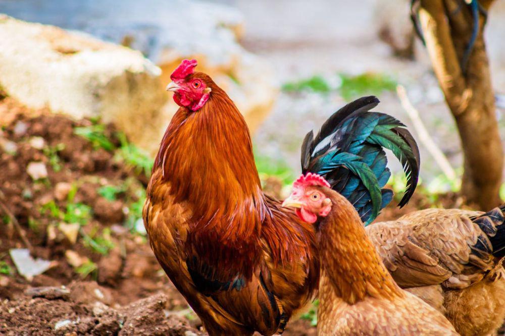 Mengenal Be Cundang, Ayam Kalah Aduan saat Tajen di Bali