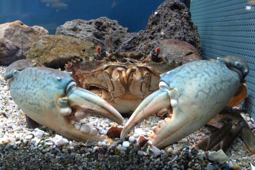 5 Spesies Kepiting dengan Capit Terkuat di Dunia