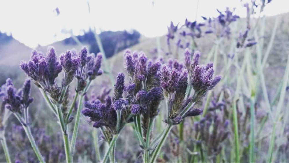 Cantik tapi Invasif! 4 Fakta Verbena Brasiliensis di Gunung Semeru