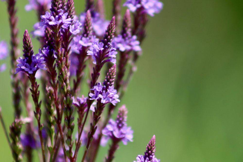 Bunga Verbena brasiliensis (pixabay.com/Nennieinszweidrei)
