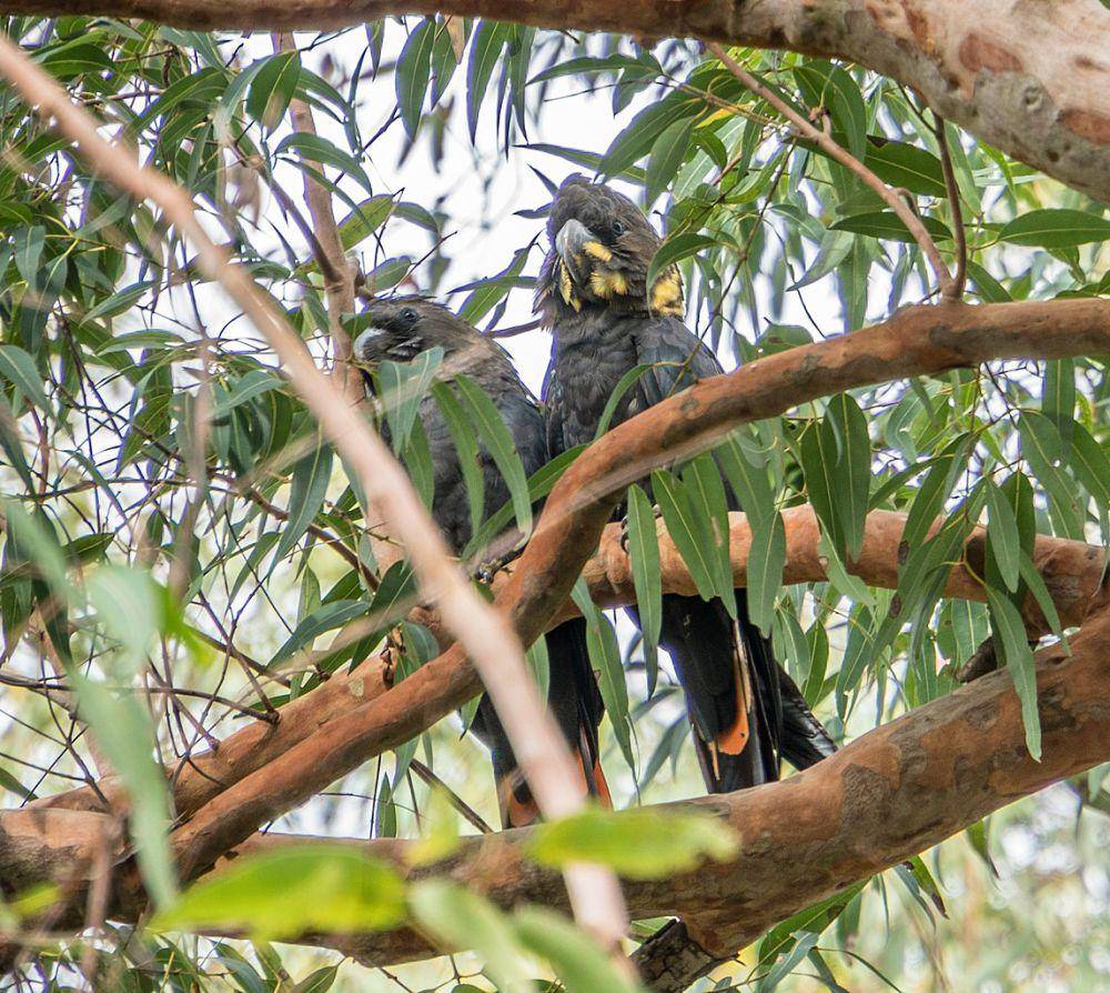 Glossy black cockatoo (commons.wikimedia.org/Cabrils)