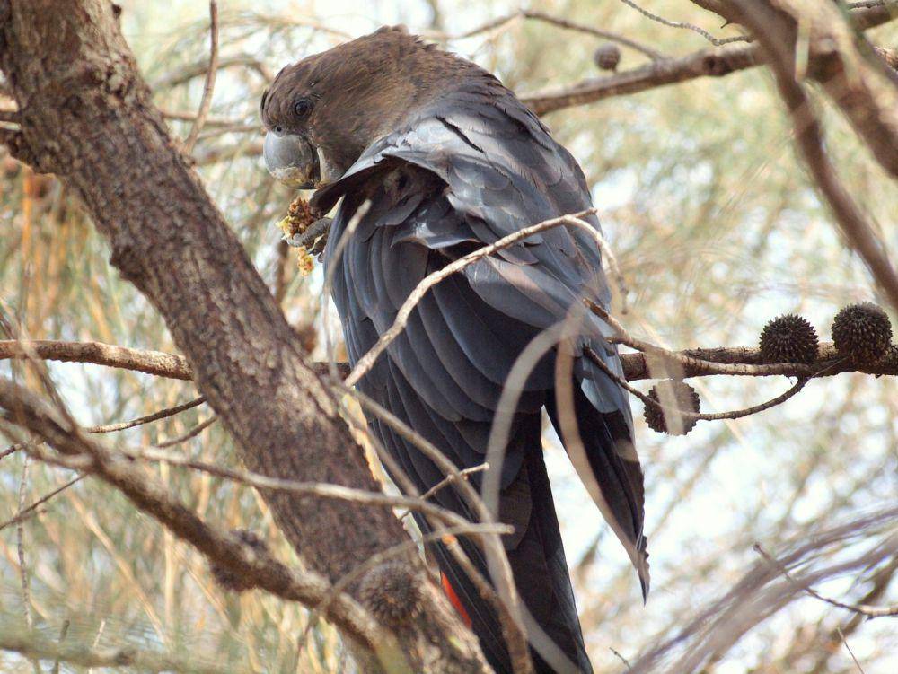 Glossy black cockatoo (commons.wikimedia.org/Duncan McCaskill)