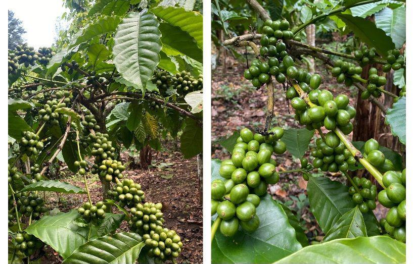 Cara Petani Kopi di Tabanan Hadapi Cuaca Ekstrem