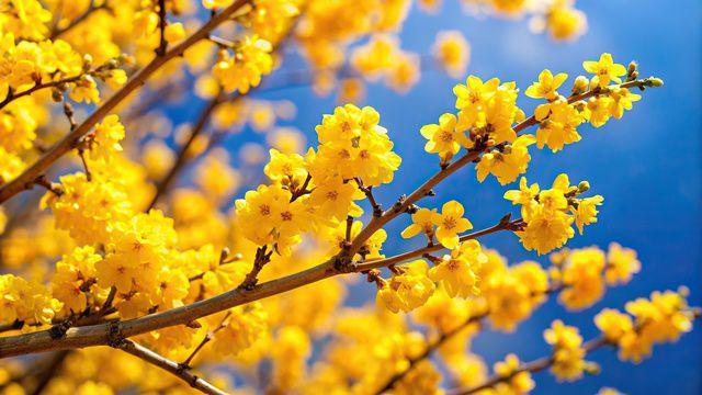5 Fakta Bunga Winter Sweet, Mekar di Musim Dingin dengan Aroma Harum