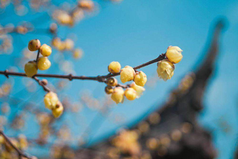 Bunga winter sweet (pexels.com/Cheng Shi Song)