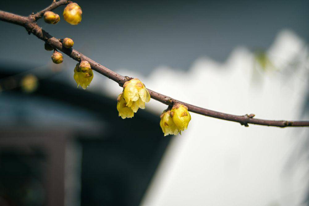 Bunga winter sweet (pexels.com/Cheng Shi Song)