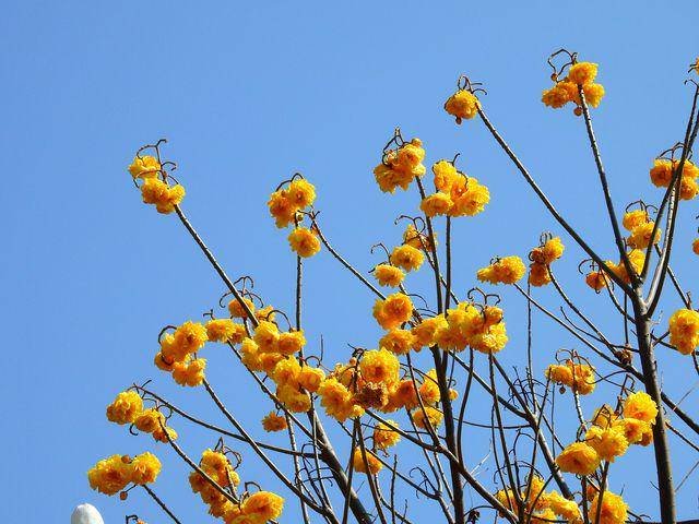 Bunga winter sweet (vecteezy.com/potato740473838)