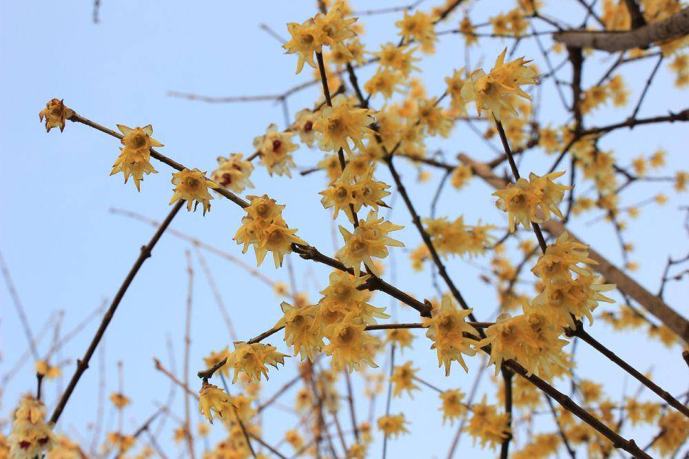 Bunga winter sweet (pixabay.com/VY)